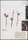 Foto von Salix caprea L.
